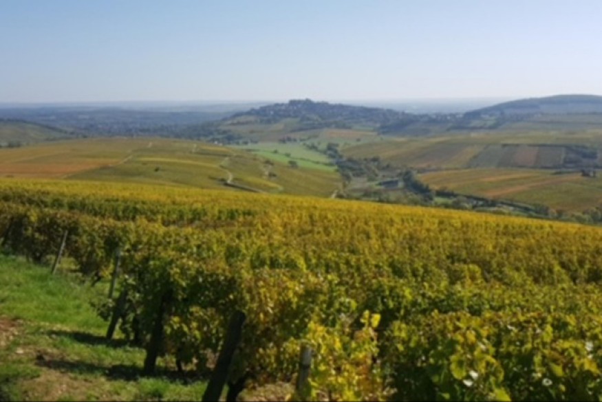 Les Grands s'amusent # 22 décembre  2022 - Les vignes, le terroir, le champagne !