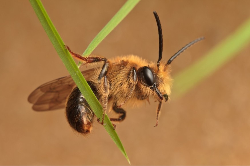 Les arènes de l'écologie #57 - 22/04/2026 - La voie de la biodiversité 3/4 « Quand la disparition des insectes pollinisateurs menacent l'apéro des Français ! »